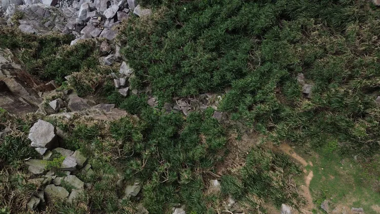 本月18日有民眾在龍洞攀岩場附近的小徑中找到一具白骨。翻攝照片