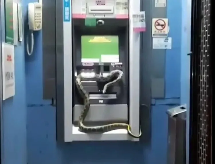 網友po出一段在國內拍攝的影片，畫面中只見一隻超大的黑眉錦蛇，在晚間時分爬上了ATM提款機。翻攝自「爆廢公社」