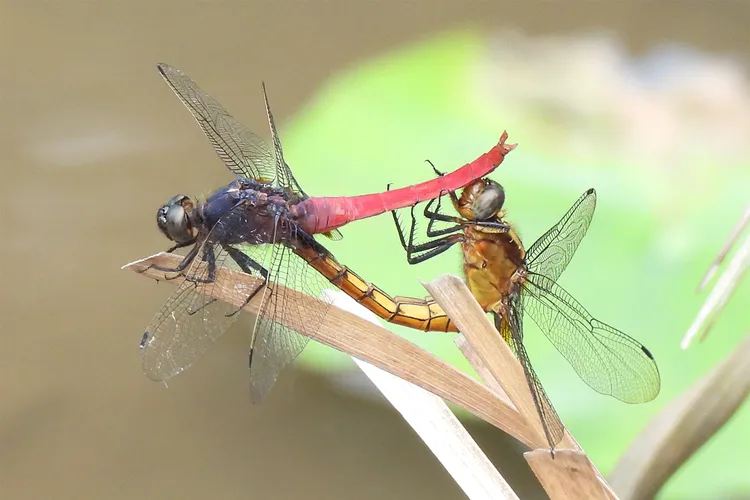 中央大學校內拍攝到的霜白蜻蜓。中央大學提供