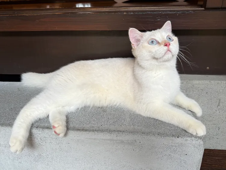 店內有12隻貓咪迎賓，「糯米」個性溫和，也喜歡與人互動。莊曜聰攝