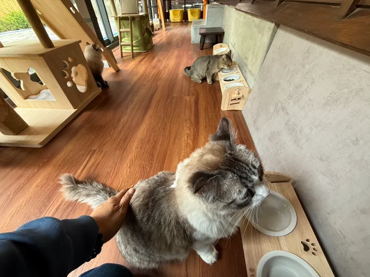 店內設置廊道、跳台、玩具等讓貓咪抒壓，貓咪自然與人親近。莊曜聰攝
