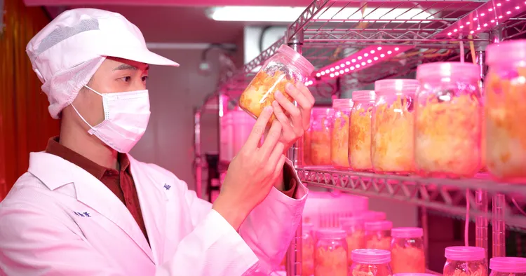 ▲專利凍晶蛹蟲子實體含有的營養價值會比菌絲體來得高，因此補充子實體較能補充到蛹蟲草完整的功效成份，幫助健康的維持以及保護力的提升。照片提供/智康生技