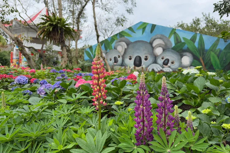園區的魯冰花已逐漸綻放。台北市立動物園提供