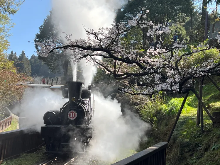 3月櫻花季即將到來，搭乘百年古老的蒸汽火車，穿越沼平公園的森林，體驗櫻花慢旅遊程。阿里山賓館蔡美瀅提供