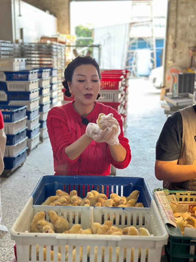 楊繡惠邊捧小雞邊說自己擇偶的條件，講完還擔心字幕不好上。民視提供