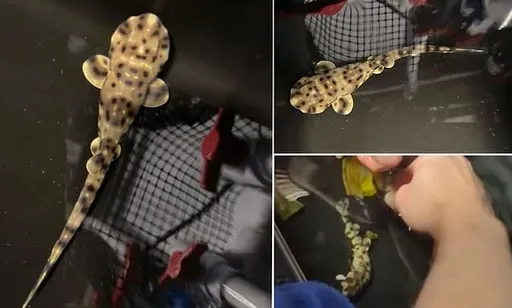 公鯊小?水族館喜迎小鯊魚 但牠媽單身3年了耶!