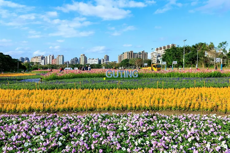 可結合花IN台北捷運賞花路線，暢遊台北城市之花，適逢古亭河濱公園花季，欣賞醉蝶花的白色與粉色花海。台北旅遊網提供