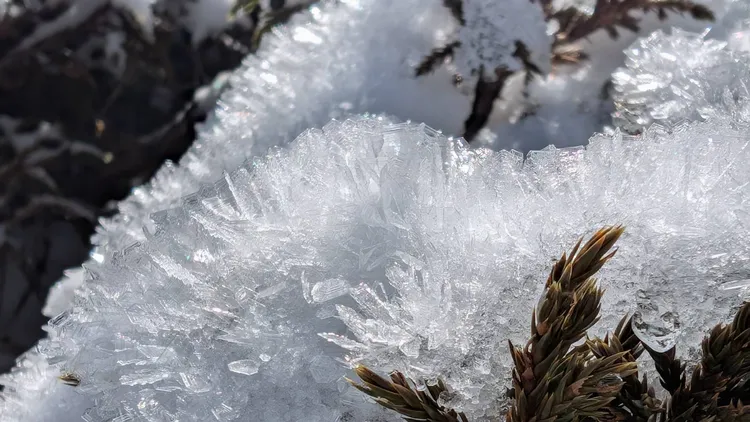 圈谷植被上覆蓋一層美麗冰晶。七卡山屋管理員何梓薇 提供