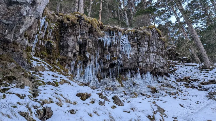 冷氣團夾帶水氣，將黑森林點綴成銀白世界。七卡山屋管理員何梓薇提供