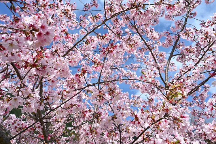 今年櫻花季疏運將於2月8日登場為期16天。武陵農場提供