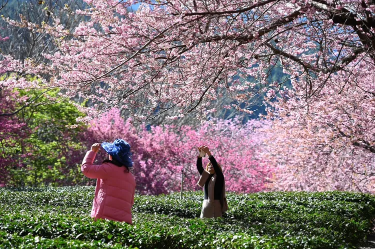 櫻花季疏運期間實施總量管制每日進場人數為6000人。武陵農場提供