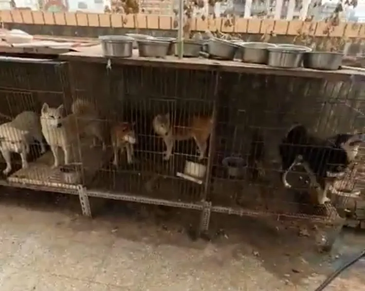 郭男長期占用頂樓空間，用來飼養狗狗，地面屎尿遍布，汙染噪音等讓居民苦不堪言。江和樹提供