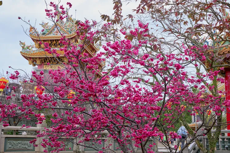 林口竹林山觀音寺香火鼎盛，成群櫻花林也是每年冬天來此必賞景點之一。景觀處提供