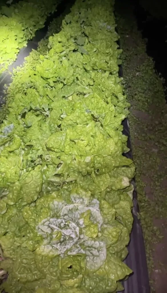 苗栗縣大湖鄉農民清晨外出巡視菜園發現，菜葉上結了一層白霜。（民眾提供）中央社