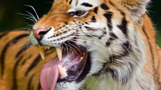 你敢喝?動物園賣「虎尿」誇口能治風濕跌打損傷