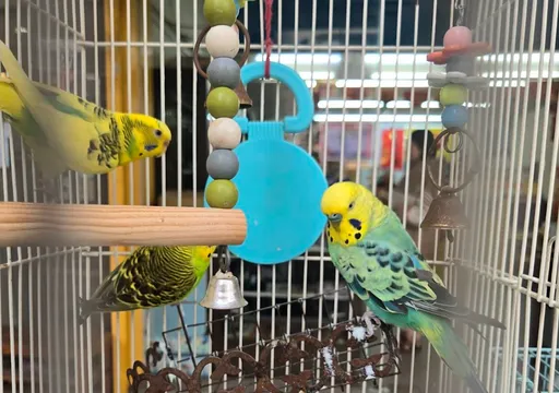 好神!鸚鵡鼓譟齊叫預告好事發生 台中女激動嗨喊刮中百萬