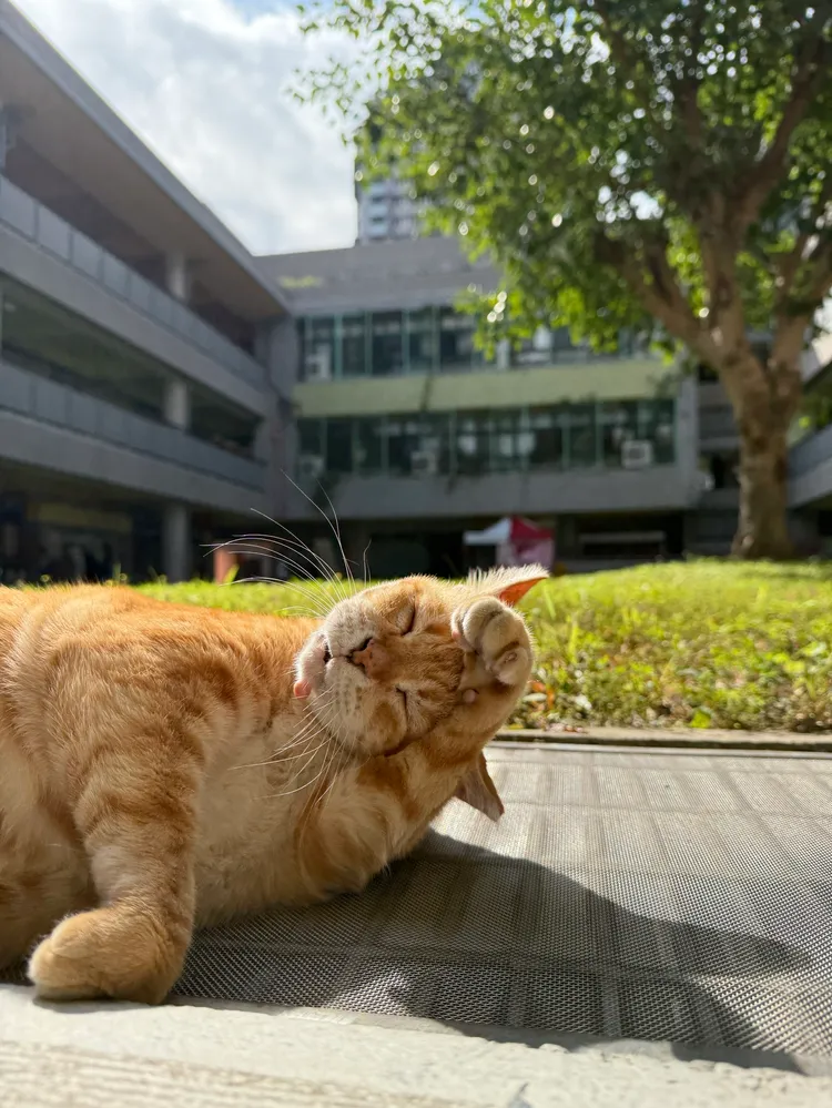 因為阿肥的存在，碧華國中蛻變成了一個充滿愛與關懷的友善校園。校方提供