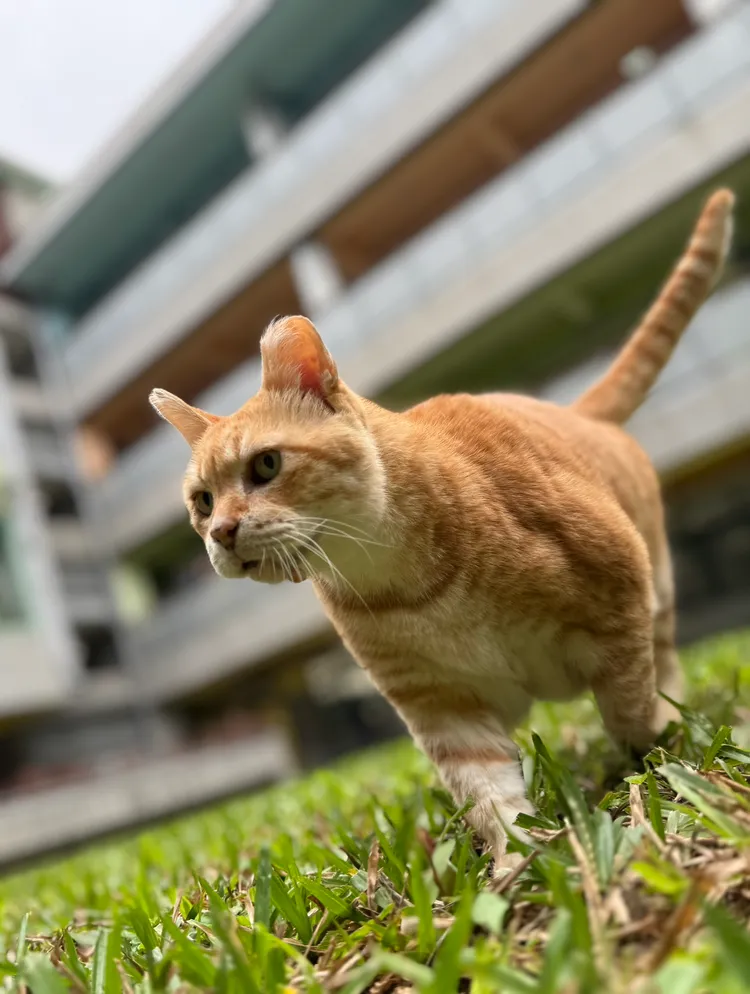 阿肥是新北市列管校貓中年紀最大的，經歷了重大手術後光榮歸來，回到校園與師生繼續生命教育旅程。校方提供