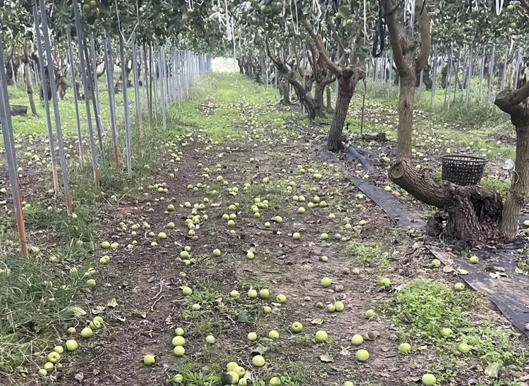 山區蜜棗地震後嚴重落果，立委陳亭妃今天下午與農業部官員勘災。陳亭妃服務處提供