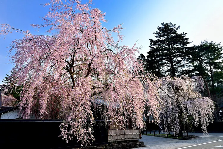 長榮航空攜手世邦旅遊於春節連假推出優惠行程，前往東北的角館武家屋敷賞櫻花。業者提供