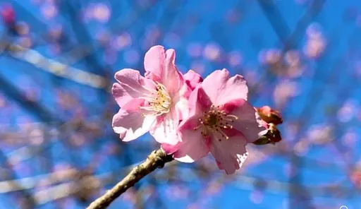 櫻花季提前登場!把握「這2週」最佳賞櫻期