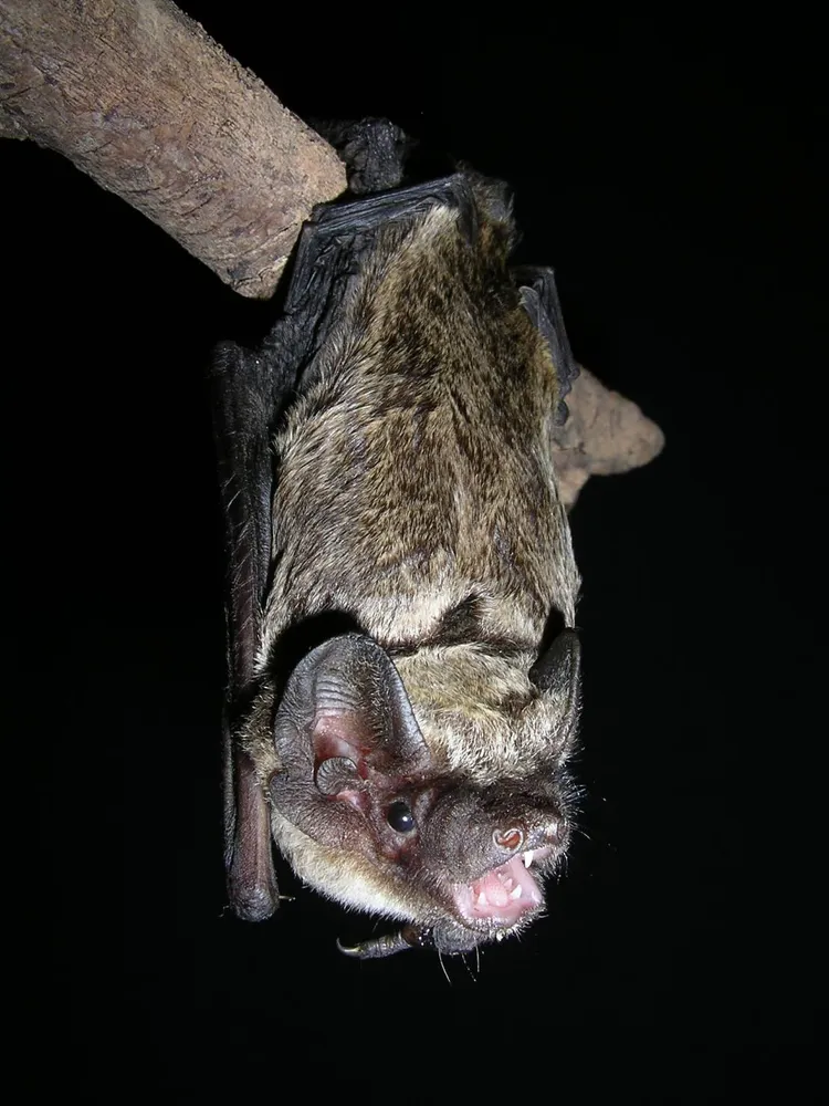 霜毛蝠毛髮末端呈現亮麗的霜白色，像似灑上了糖霜。雪管處提供