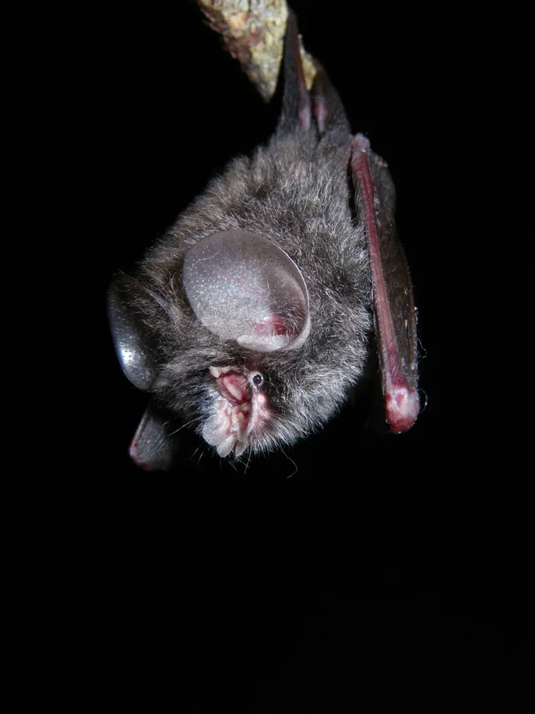 臺灣無尾葉鼻蝠是國內唯一的保育類食蟲蝙蝠。雪管處提供
