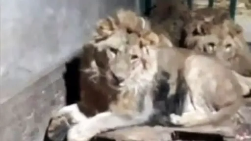 拍片「1人馴3獅」向女友炫耀 動物園管理員慘被咬死啃屍