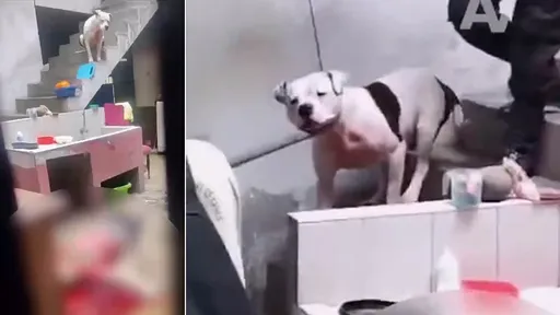 愛犬咬傷鄰居「不准安樂死」 飼主護狗下場是換自己被咬死