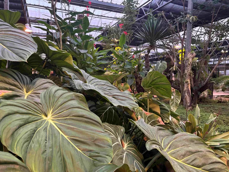 透過探索蘭花的美麗與雨林的奧秘，賓客能深入感受土地的生命力，還可參與錦鯉餵食等趣味體驗。捷絲旅提供