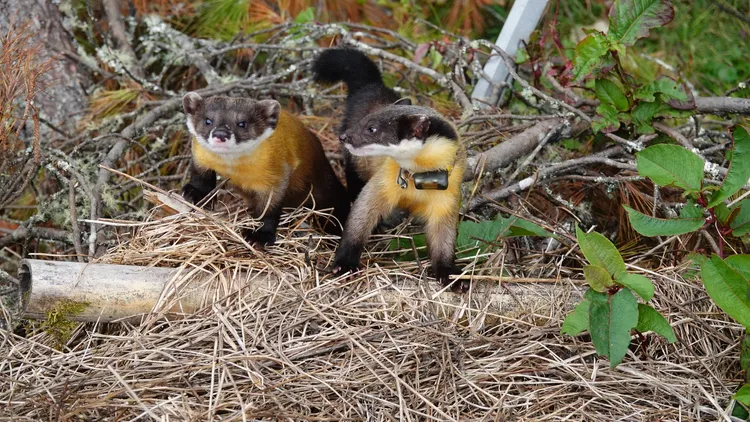 黃喉貂擁有亮黃皮毛、靈活身形，外型可愛。玉管處提供
