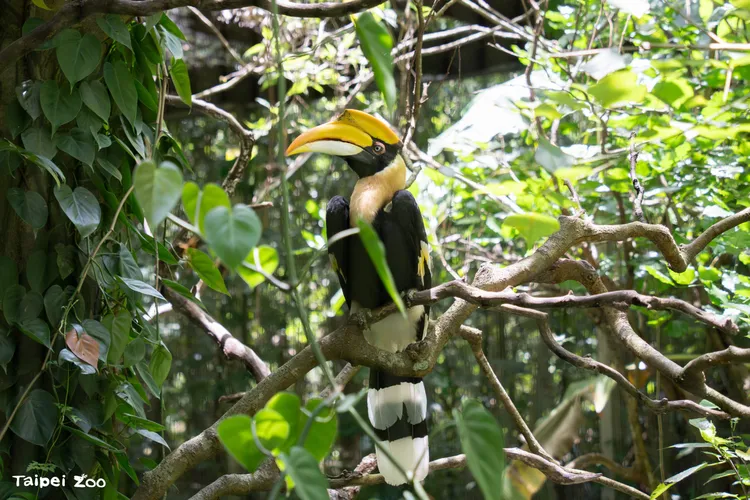 雙角犀鳥白目原先居住在熱帶雨林區。台北市立動物園提供
