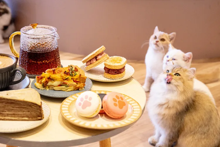 今（1日）起，農業部將貓咪正式納入寵物登記範圍。綠舞提供