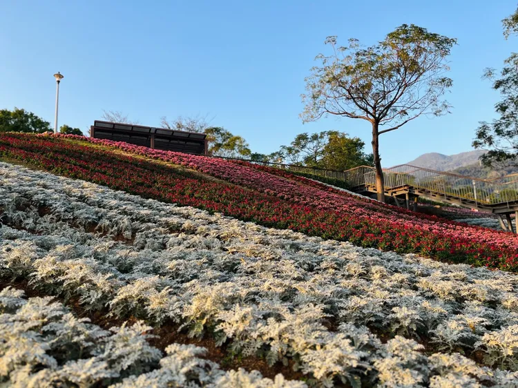 三層崎花海「銀葉菊」綻放。北市工務局提供