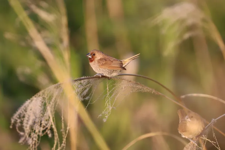 秋冬時節蘆葦及芒草結籽時總能吸引斑文鳥成群結隊前來覓食。北市水利處提供