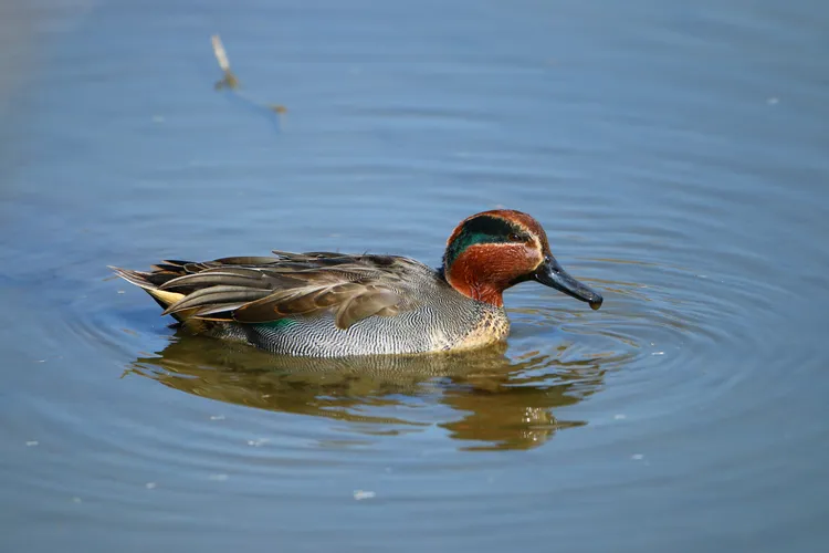 雄性小水鴨近年在社子島濕地有穩定的度冬族群。北市水利處提供