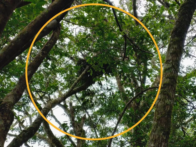 發現疑似拉尼琥的熊窩。林保署台東分署提供