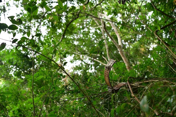 頸圈脫落掛在青剛櫟樹上。林保署台東分署提供