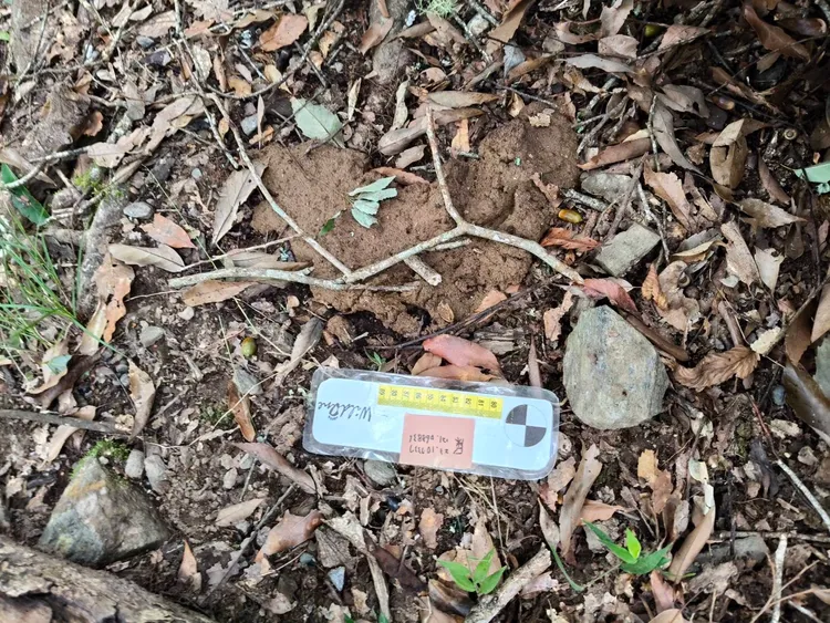 台灣黑熊排遺。林保署台東分署提供