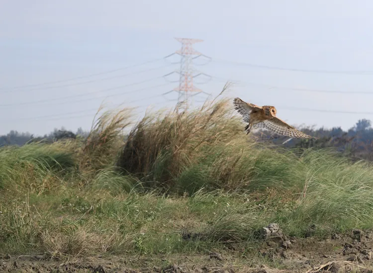 濁水溪下游至出海口監測到6處草鴞頻繁活動的熱區，出海口甚至全年各月份均有草鴞活動紀錄。南投分署提供
