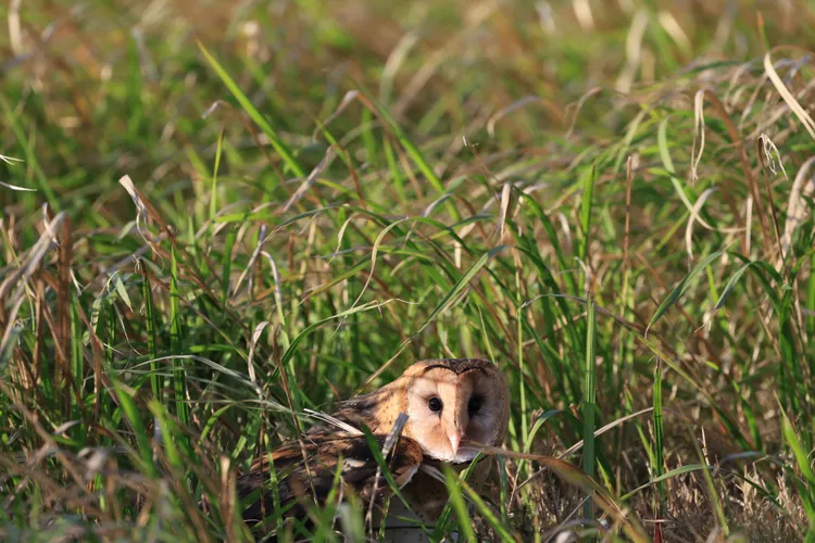 草鴞是一種夜行性的貓頭鷹，偏好活動於開闊草生地及農業區域，以鼠類等小型哺乳類為食。南投分署提供