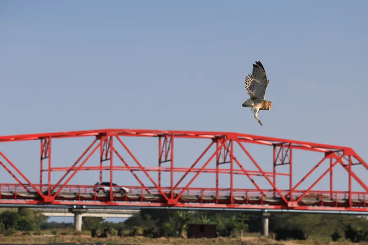 雲林麥寮濁水溪出海口一帶，發現已有數十年未曾在該處出沒的瀕臨絕種保育鳥類草鴞。南投分署提供