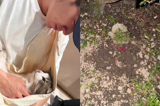 张书豪才当爸就经历离别 亲手埋葬爱猫湿了眼眶