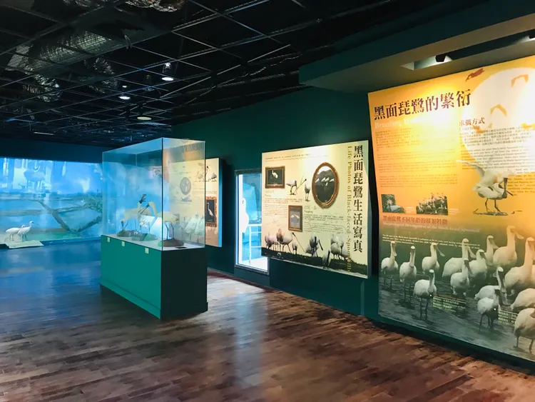 來七股看黑面琵鷺瞭解自然生態。南市府提供