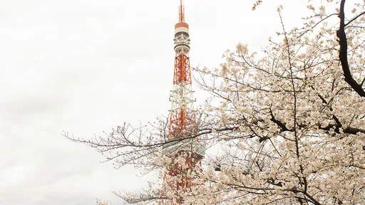 日本樱花预测「东京3/21抢先开花」 福冈名古屋大阪紧随其后