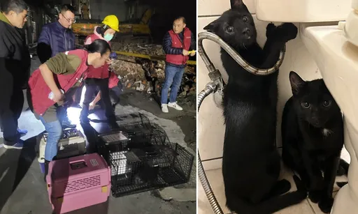 三重民宅倒塌5猫受困 动保处连夜救出3猫!还有2猫下落不明