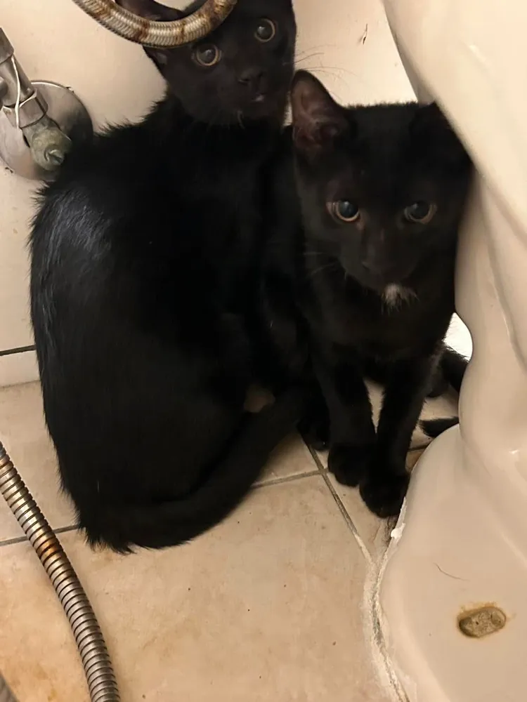 現有3隻貓安置於王威元服務處。翻攝自王威元臉書