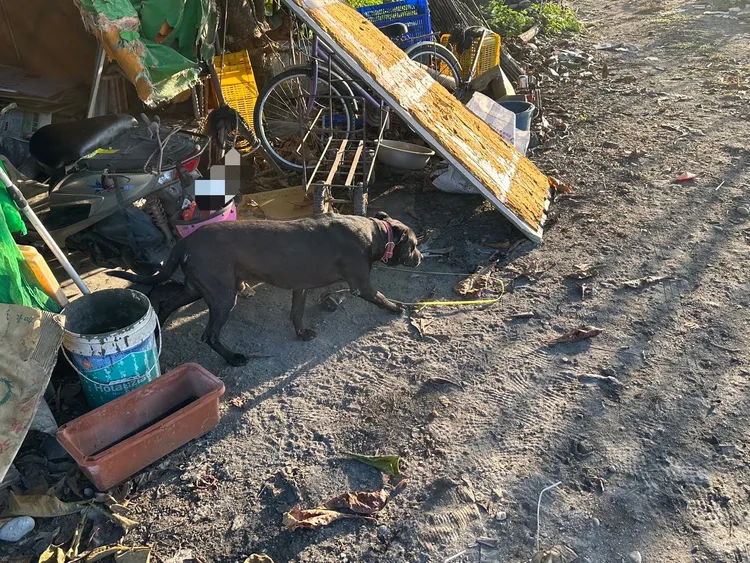 男子遭狗攻擊咬傷。翻攝畫面