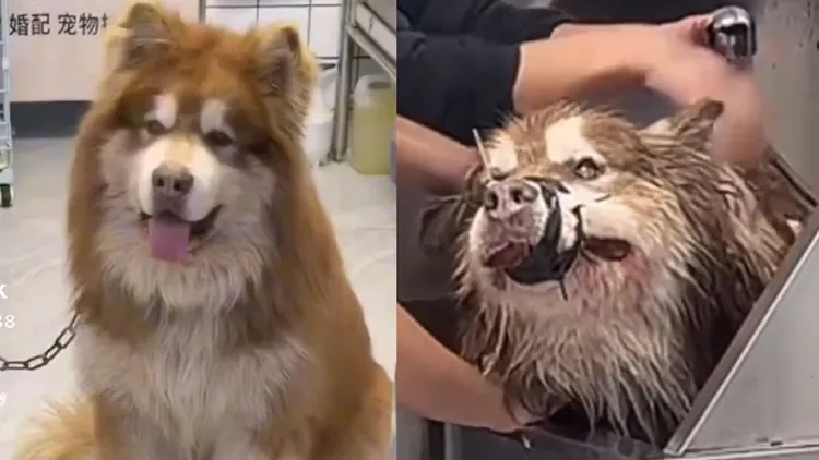 艾特洗澡前露出憨笑，洗澡時嘴巴被牢牢綁住，嘴角流血，慘狀令網友心疼。翻攝潘宏愛玩狗抖音