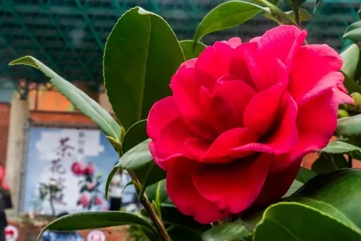 竹縣茶花節結合西洋婚紗走秀 60盆茶花本周末創意開展